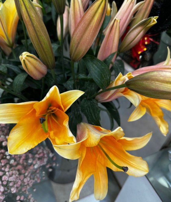 Lily Orange 4+ head