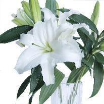Lily-Siberia White 4+ head