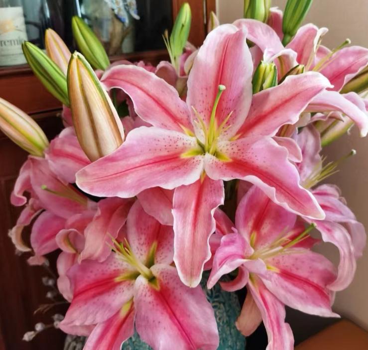 Lily Sorbonne Pink 4+ head