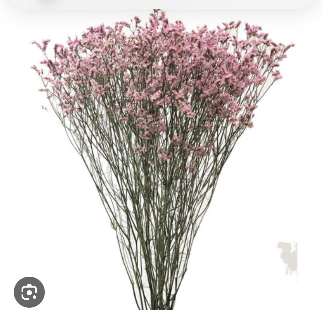 Limonium Pink