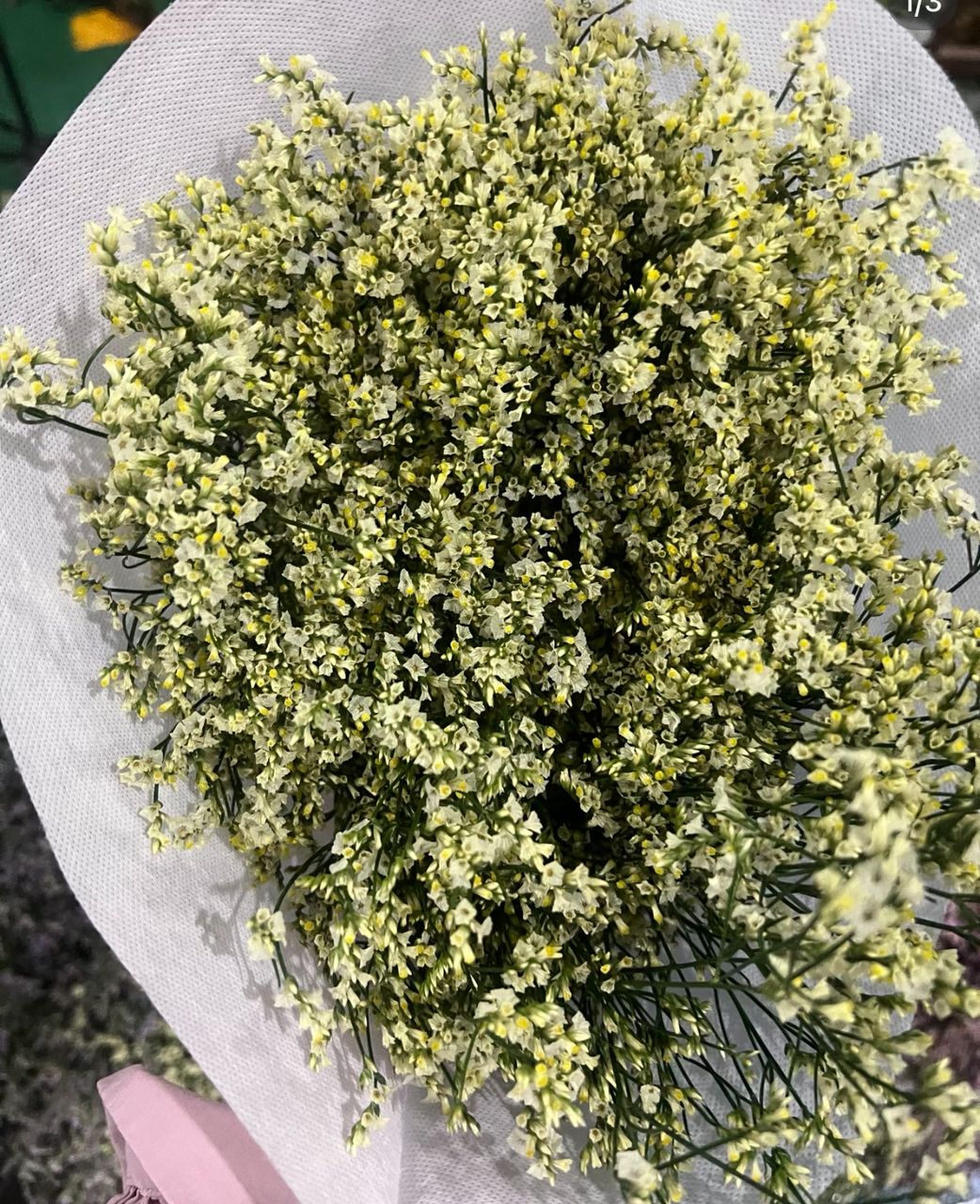 Limonium White
