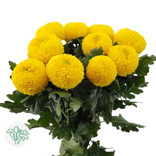 Chrysanthemum  Pingpong Yellow