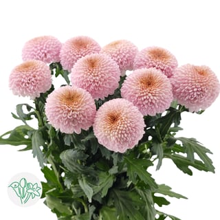 Chrysanthemum Pingpong Pink