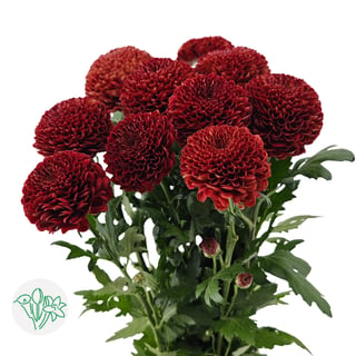 Chrysanthemum Pingpong Red
