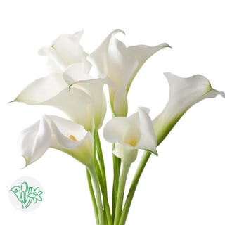 Calla Lily White color