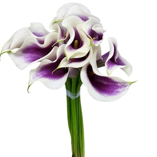 Calla Lily Picasso