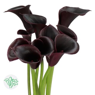 Calla Lily Black