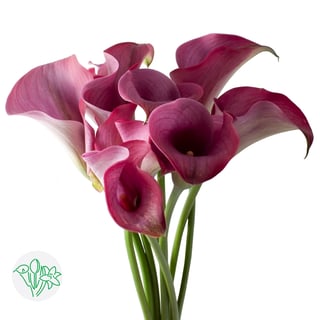 Calla Lily Purple