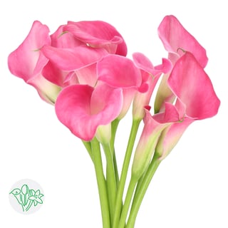 Calla Lily Hot Pink