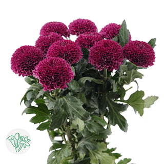 Chrysanthemum Pingpong Purple