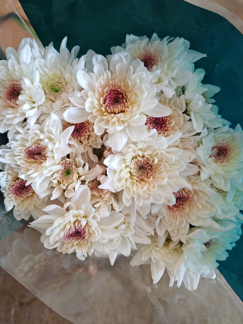Sprayed Chrysanthemum Natural Snow Princess