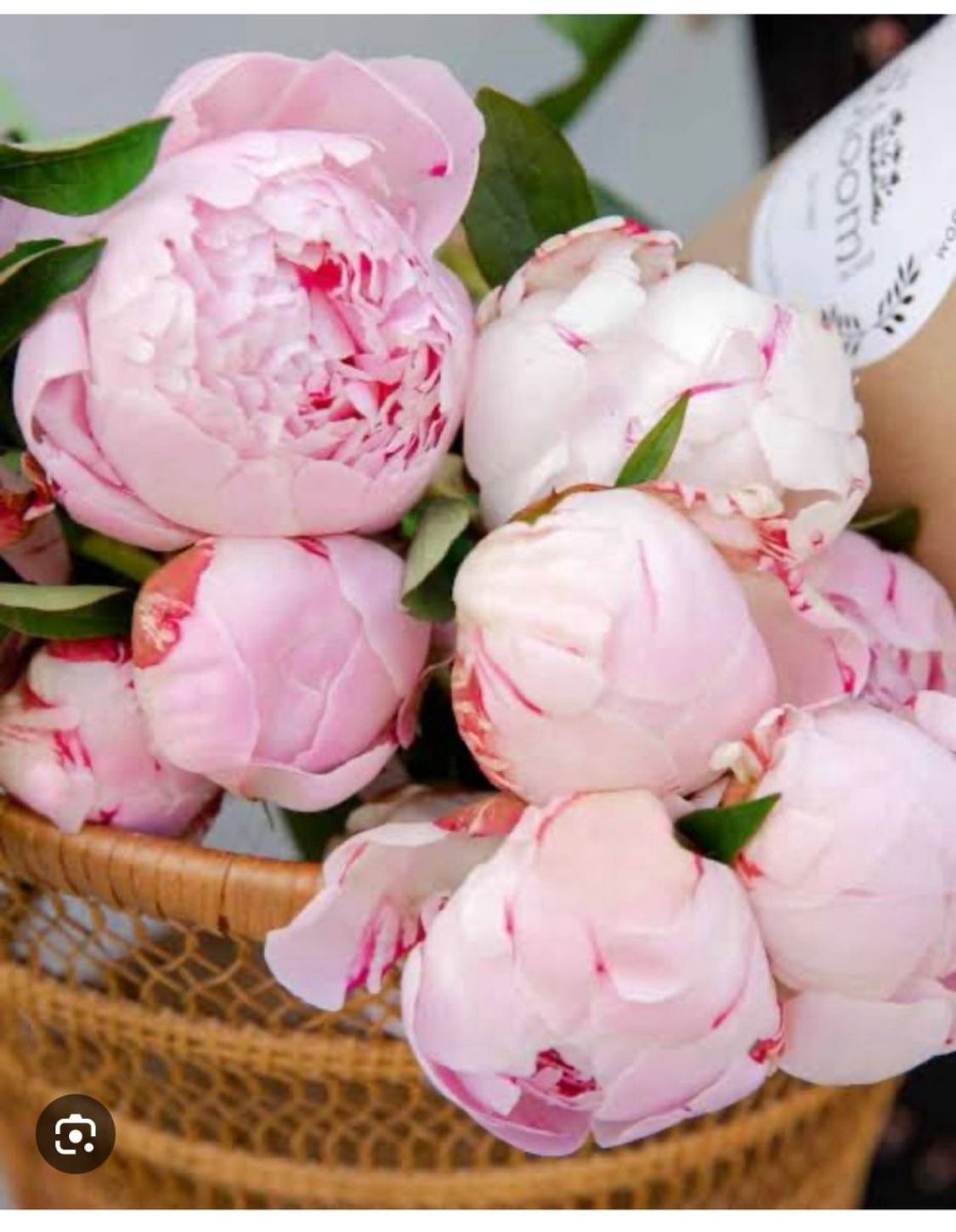 Peonies Pink