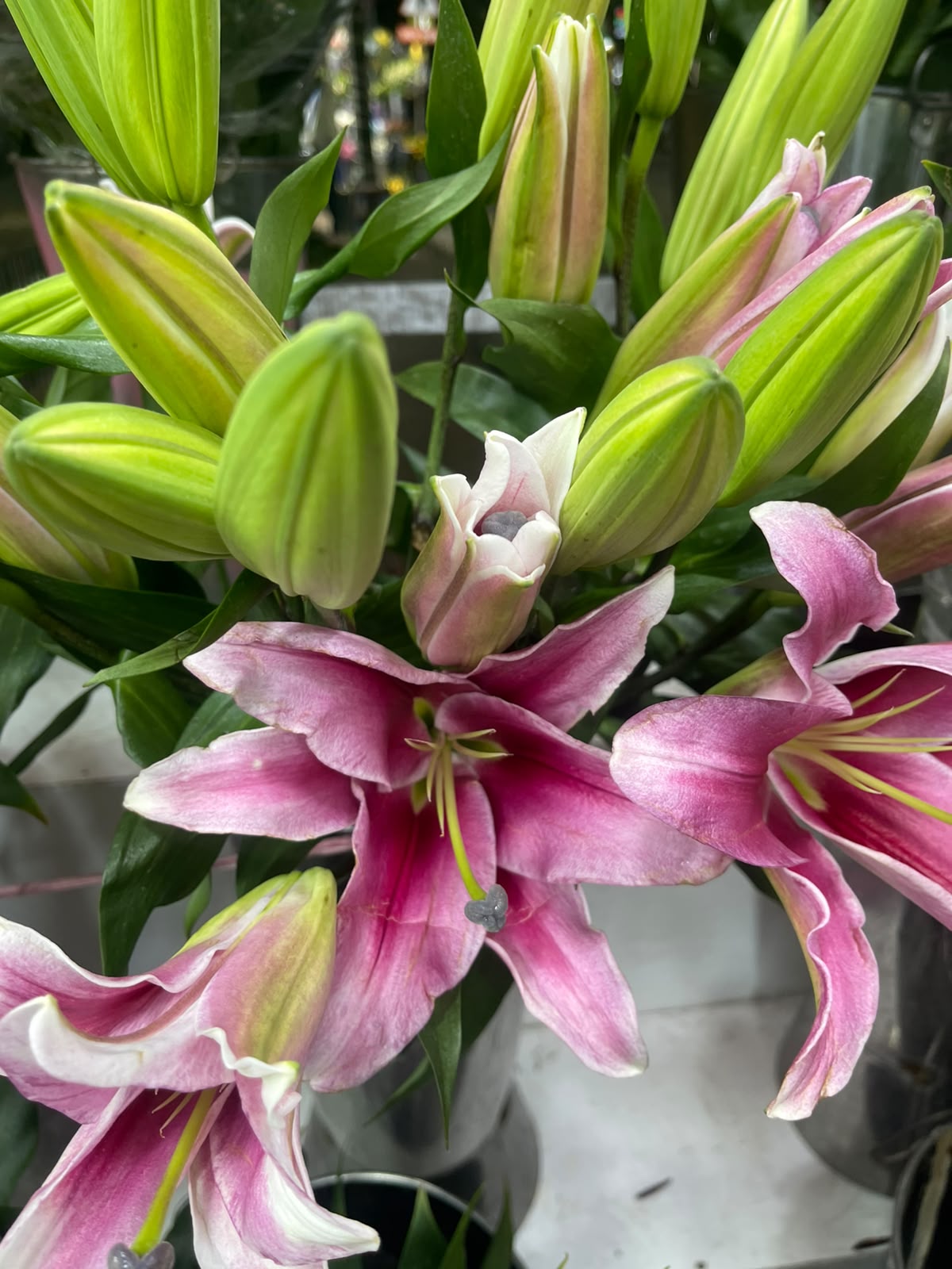 Lily-Viviana Pink 5+ head