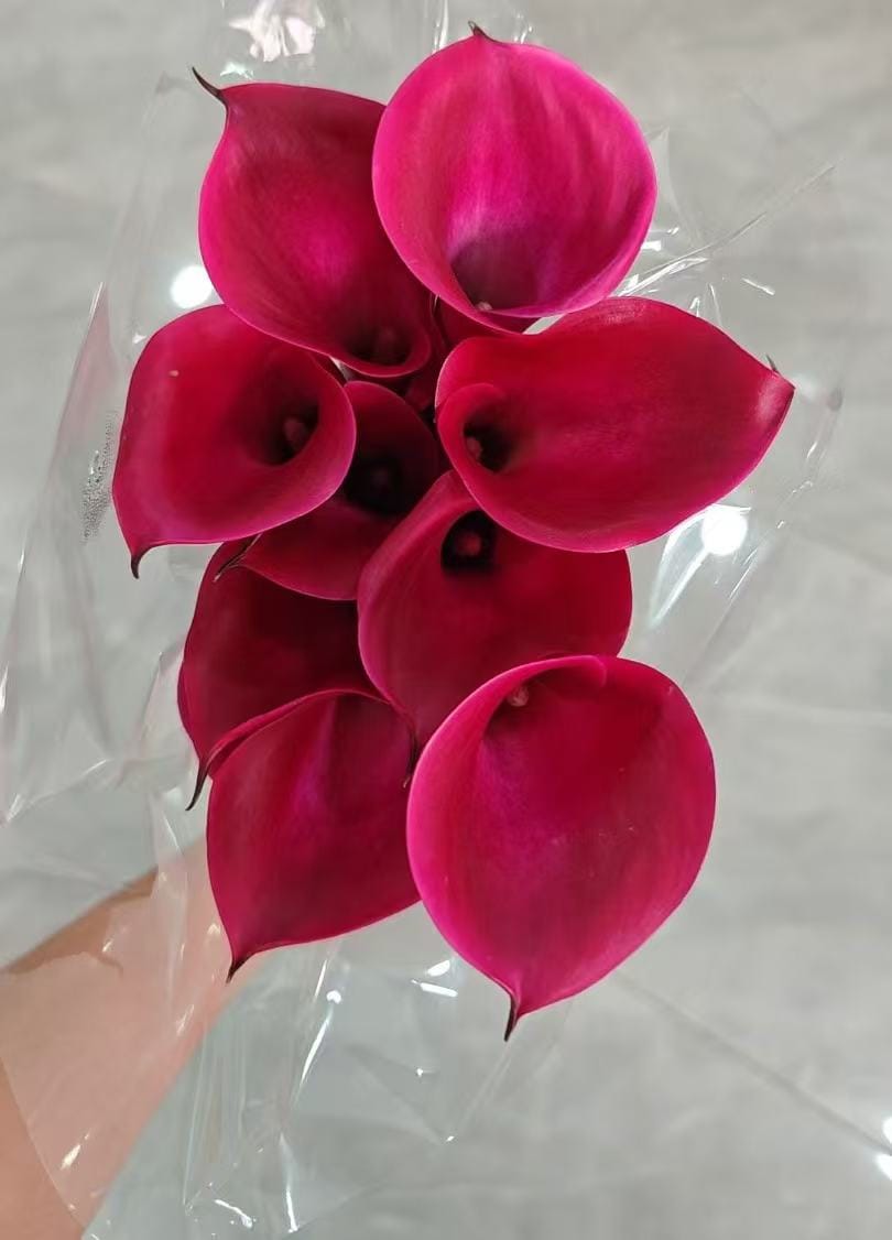 Calla Lily Red color