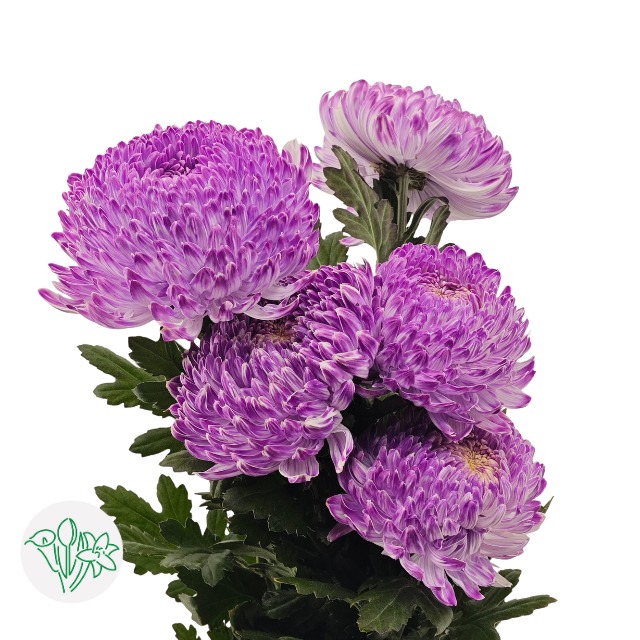 Chrysanthemum Peony Showball Purple