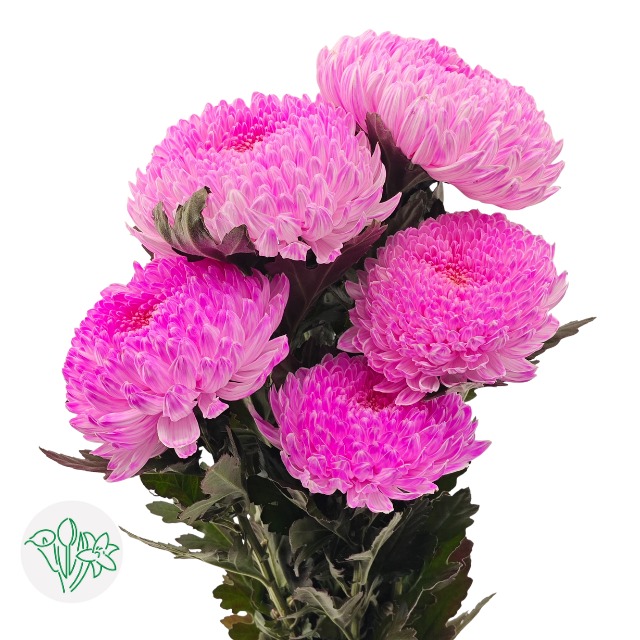 Chrysanthemum Peony Showball Pink