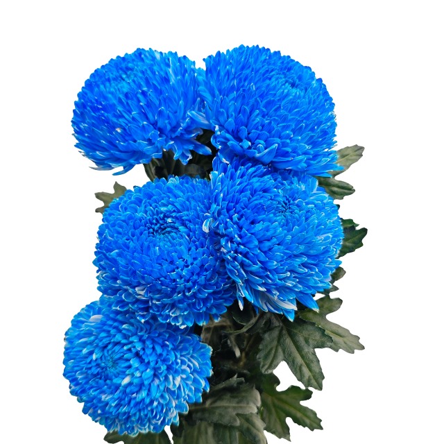 Chrysanthemum Peony Showball Blue