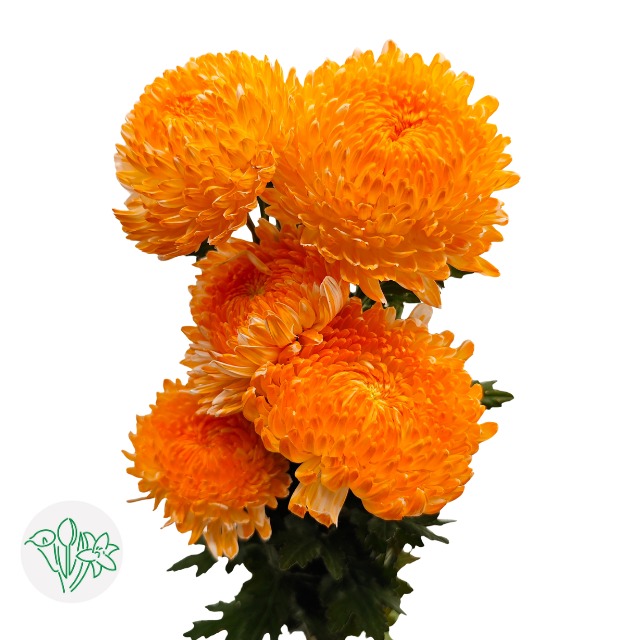 Chrysanthemum Peony Showball Orange