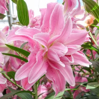 Lily- Double Lotus Elegance