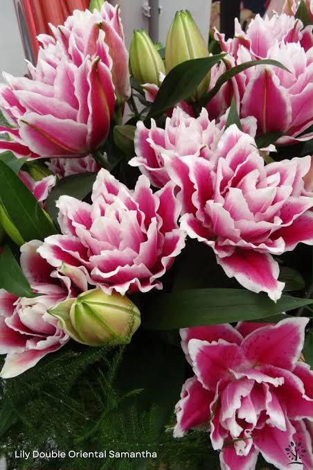 Lily- Double Patel Roselily Samantha