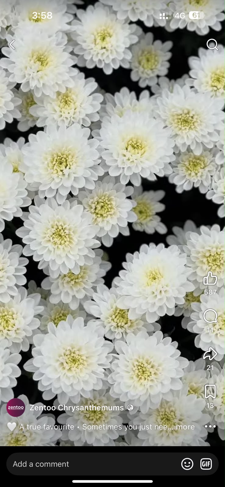 Sprayed Chrysanthemum Natural White Dutch