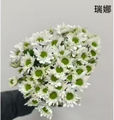 Sprayed Chrysanthemum- Natural White Katie