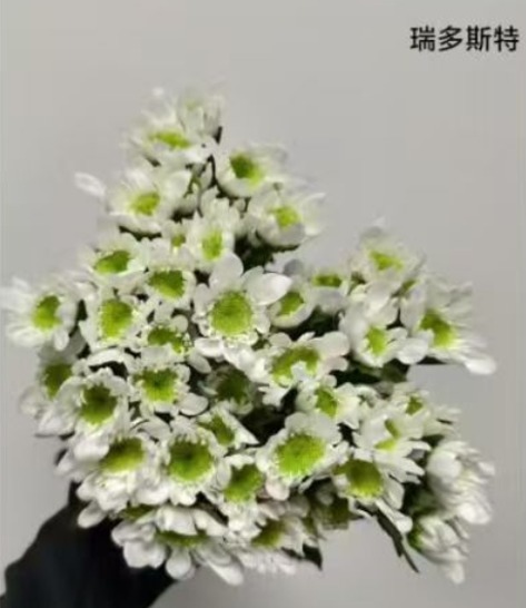 Sprayed Chrysanthemum Natural White Rui