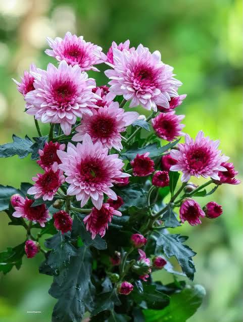 Sprayed Chrysanthemum Natural Pink.(Kamal)