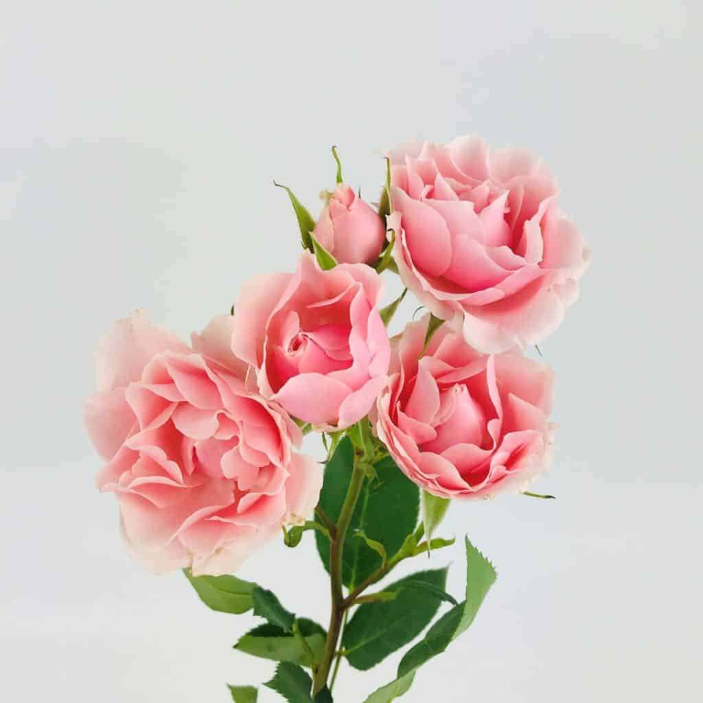 Spray Rose light pink