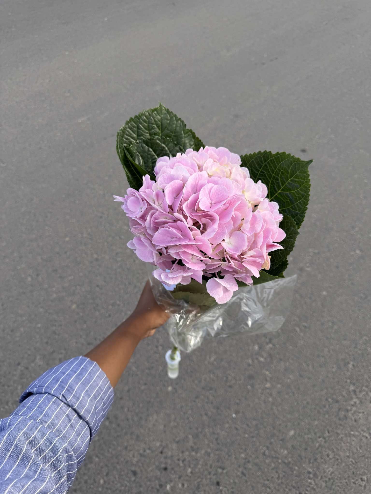 Hydenga light pink