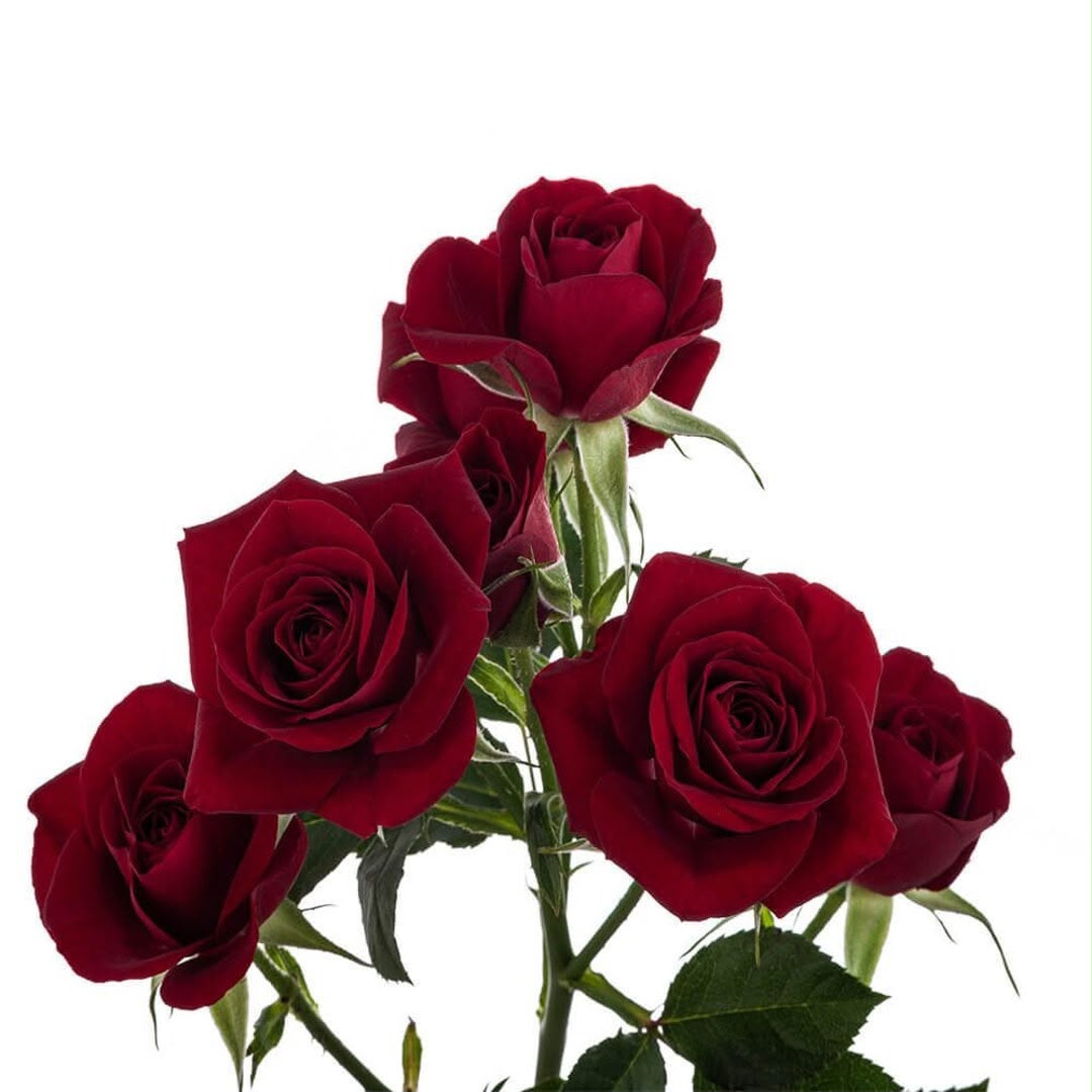 Spray Rose Deep Red