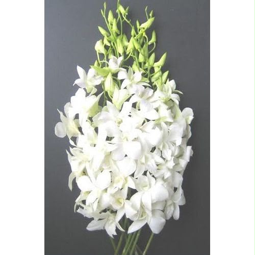 Orchid White