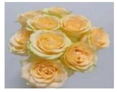 Rose Champagne Peach
