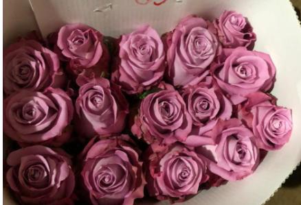 Rose Cold Beauty Purple