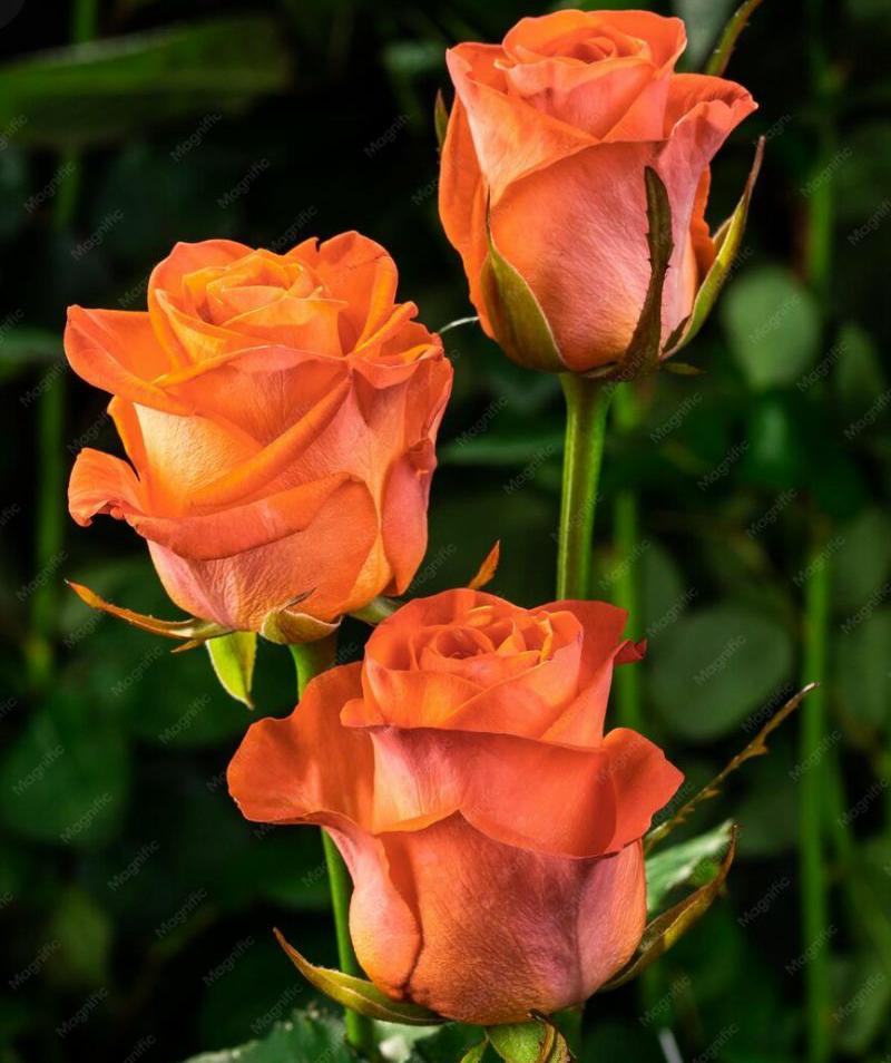 Rose Orange