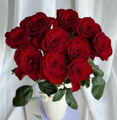 Rose Plautuea Big RED