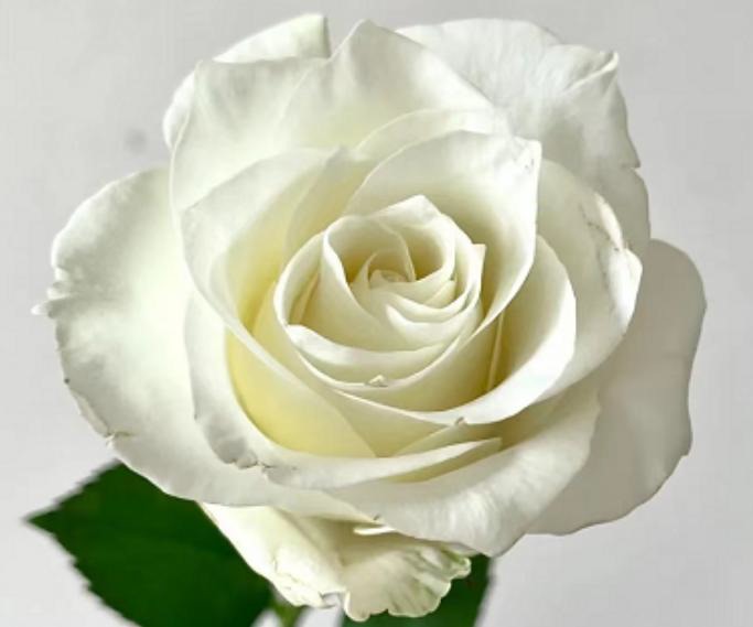 Rose Pride white