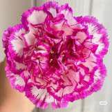 Shape Purple / Carnation-purple rim