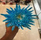 SnowBall Dye Anna Chrysanthemum blue