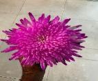 SnowBall Dye Anna Chrysanthemum pink