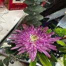 SnowBall Dye Anna Chrysanthemum purple