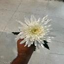 SnowBall Dye Anna Chrysanthemum white
