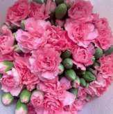 Spray Carnation-pink