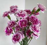 Spray Carnation- Set purple