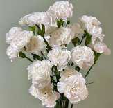 Spray Carnation-White