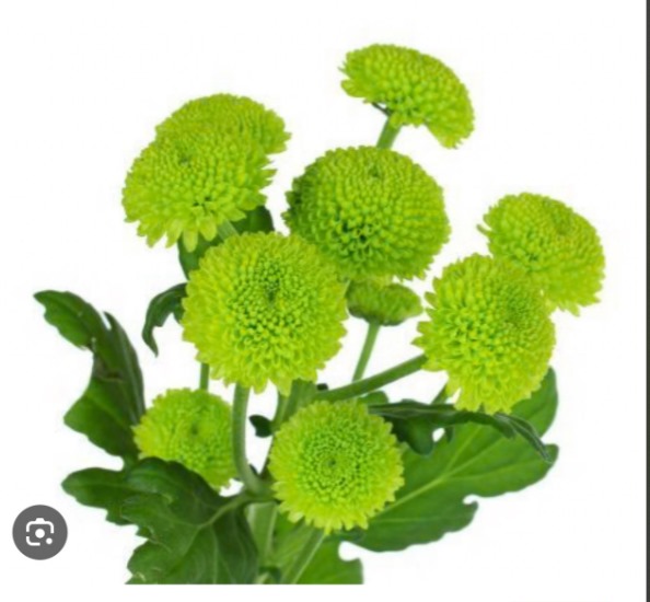 Sprayed Chrysanthemum Natural Green