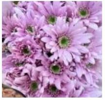 Sprayed Chrysanthemum Natural light pink