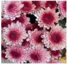Sprayed Chrysanthemum Natural pink