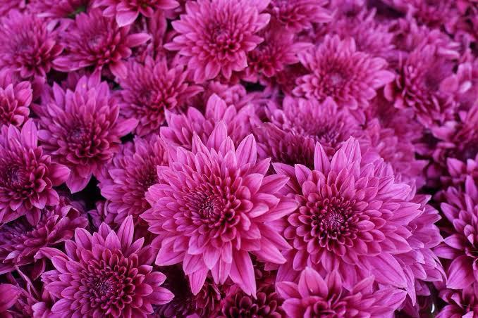 Sprayed Chrysanthemum Natural Purple