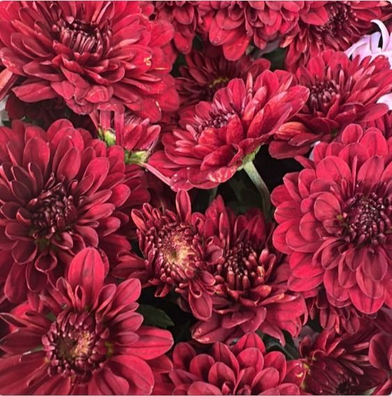 Sprayed Chrysanthemum Natural Red